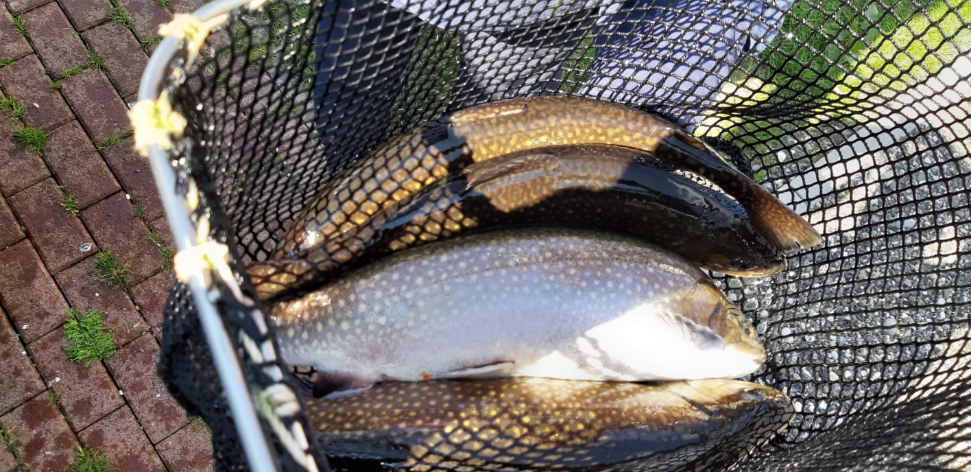 Frisch Fisch
